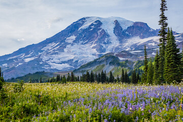 Amazing flower valley, Paradise area, Mount Rainier, Washington st 