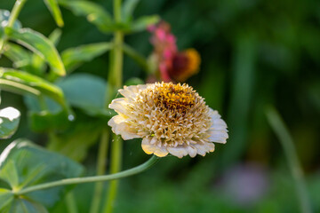 Blossom white zinnia flower on a green background on a summer day macro photography. Blooming zinnia with white petals close-up photo in summertime.	