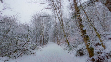 Walking in winter. Cougar Mountain Regional Wildland Park, King County, Washington