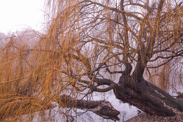 Mystical trees in the fog