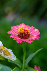 Fototapeta premium Blossom pink zinnia flower on a green background on a summer day macro photography. Blooming zinnia with pink petals close-up photo in summertime. 