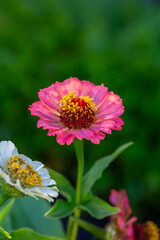 Obraz premium Blossom pink zinnia flower on a green background on a summer day macro photography. Blooming zinnia with pink petals close-up photo in summertime. 