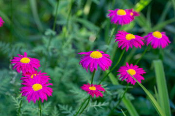 Fototapeta premium Blooming pink Pyrethrum flower on a green background in summer macro photography. Garden daisy flower with red petals closeup photo on a sunny day.