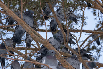 Fototapeta premium crow on the tree