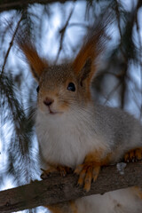 squirrel in the snow