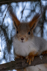 squirrel in the snow
