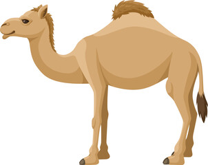 Camel dromedary on a white background. Vector cartoon illustration humped camel side view