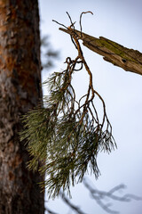 branches against sky