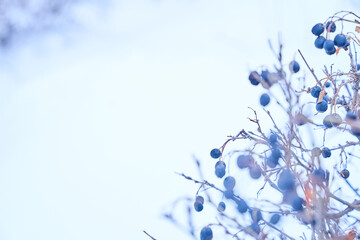 Close-up of a part of winter bare bushes with dried berries. Bare bushes without leaves, on a winter day against a background of white snow. Picturesque nature in winter. High quality photo