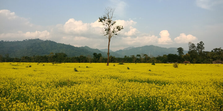 An image of a rape field spring background