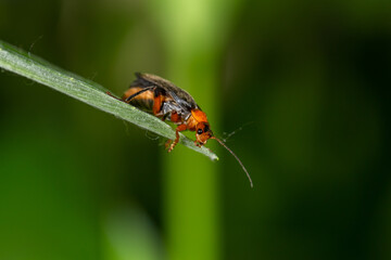 A soldier beetle sits on small white flowers macro photography in the summer. A flying bug sits on a flowering plant.	