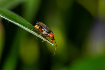 A soldier beetle sits on small white flowers macro photography in the summer. A flying bug sits on a flowering plant.	