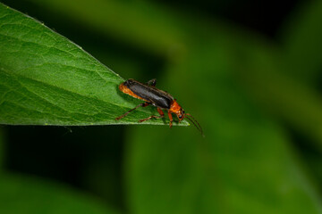 A soldier beetle sits on small white flowers macro photography in the summer. A flying bug sits on a flowering plant.	