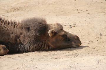 A camel laying on the ground