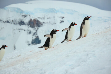Obraz premium Penguins