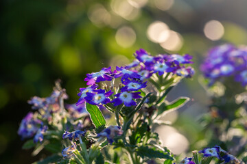 Blooming purple verbena flowers on a sunny day close-up photo. Garden flowers of violet vervain flowers in sunlight in springtime. A glade of lilac wildflowers in the sunset light in the summer.