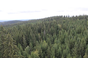 A view at trees from The Tree Top Walk Krkonose, Janske Lazne, Czech Republic