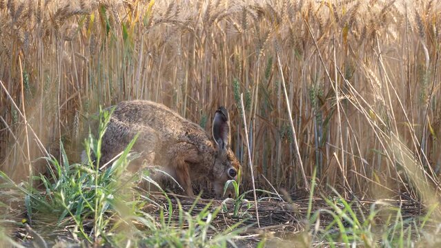Der Feldhase (Lepus europaeus)