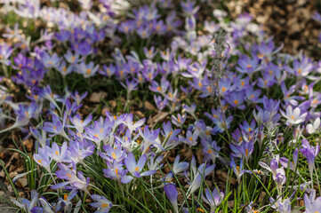 Flowerbed with purple crocuses in a botanical garden.