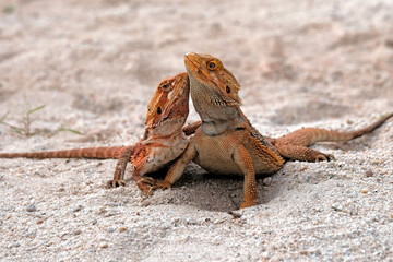 bearded dragon lizard