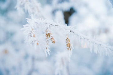 Selective focus on hazel catkins on a tree branch covered with snow and ice. Forest in winter, frost weather.