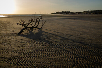 Dried and dug up tree on the beach during sunset