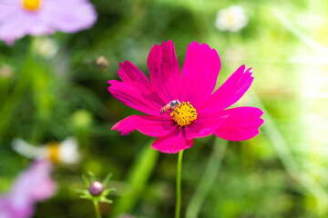 Bee with pink cosmos flower in the garden