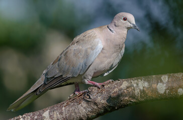 Eurasian Collared Dove (Streptopelia decaocto) perched on old branch with moss and lichens in green orchard 