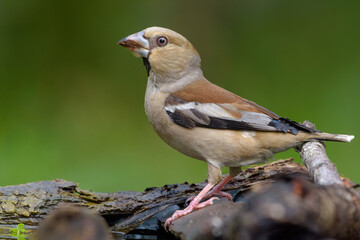 Female Hawfinch (Coccothraustes coccothraustes) drinks water while posing near a mossy pond in hot summer 