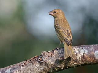 Female common rosefinch (Carpodacus erythrinus) perched in the morning light on thick branch