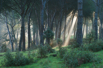 krajobraz widok drzewa natura las zieleń © Piotr