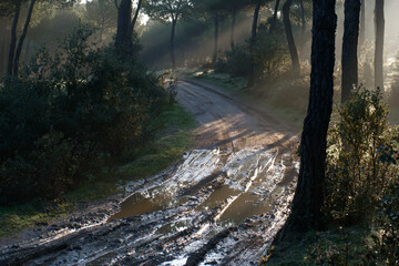 krajobraz widok drzewa natura las zieleń © Piotr