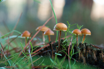 grzyb kapelusz runo leśne trawa las - obrazy, fototapety, plakaty
