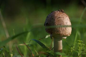 grzyb kapelusz runo leśne trawa las - obrazy, fototapety, plakaty