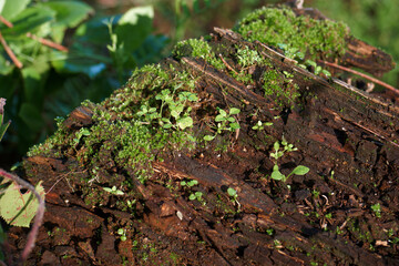 makro rośliny pień las zieleń flora © Piotr