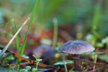 grzyb kapelusz runo leśne trawa las © Piotr