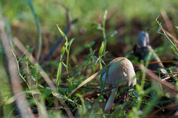 grzyb kapelusz runo leśne trawa las © Piotr