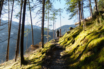 Ein Wanderer auf einem Waldwanderweg