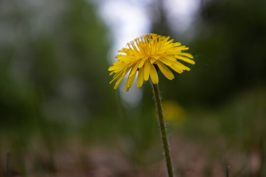 Yellow dandelion flower isolated on a green background. High quality photo