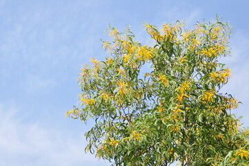 flowers on blue sky background