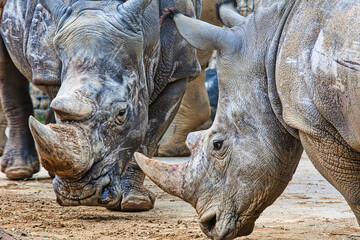 Nashorn
