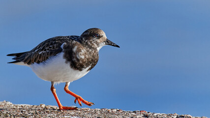 Ruddy Turnstone