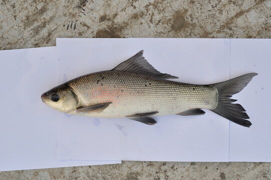 Labeo gonius