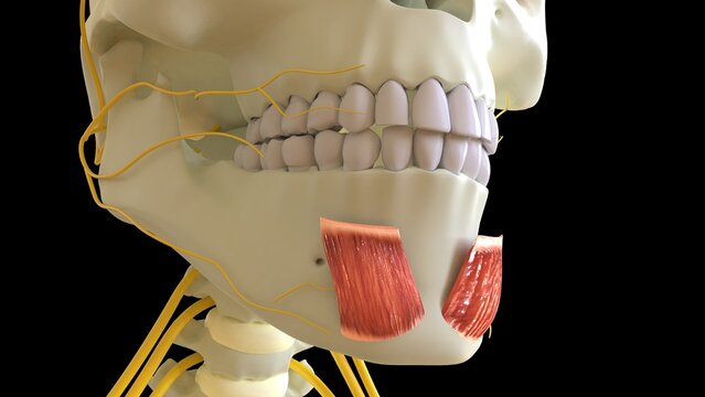 Mentalis Muscle anatomy for medical concept 3D rendering
