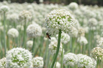 Onion flower