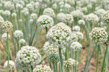 Onion flower