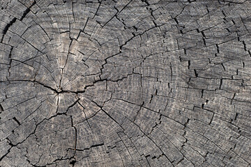 Fototapeta premium Tree rings old weathered wood texture with the cross section