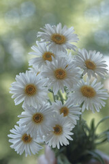 Fototapeta premium Chamomile with white petals on a blurred background.
