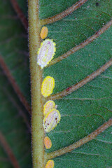 Seychelles scale, Icerya seychellarum (Hemiptera: Monophlebidae) is the dangerous pest of avocado, mango and citrus trees in the Mediterranean Basin and other warm regions of the world.