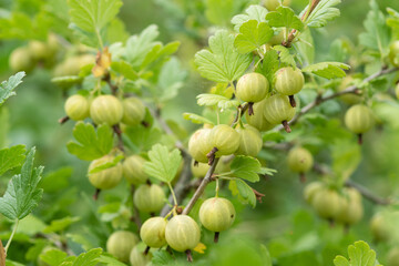 A branch of ripe gooseberries on a bush